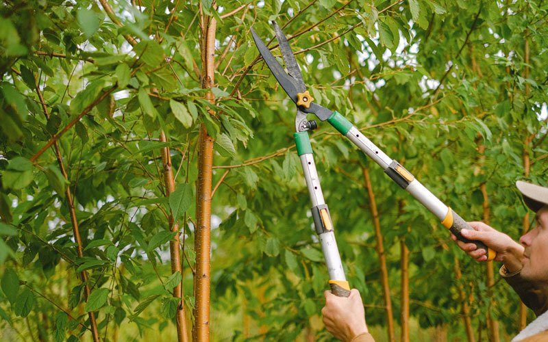 Tree trimming in Breeding, KY