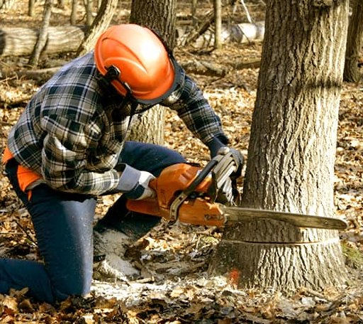 Tree Removal in Breeding, KY
